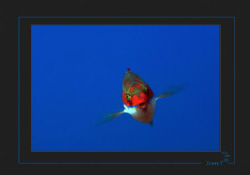 A Mediterranean rainbow wrasse (Coris julis) by Sven Tramaux 